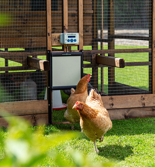 ChickenGuard Self Locking Door Only